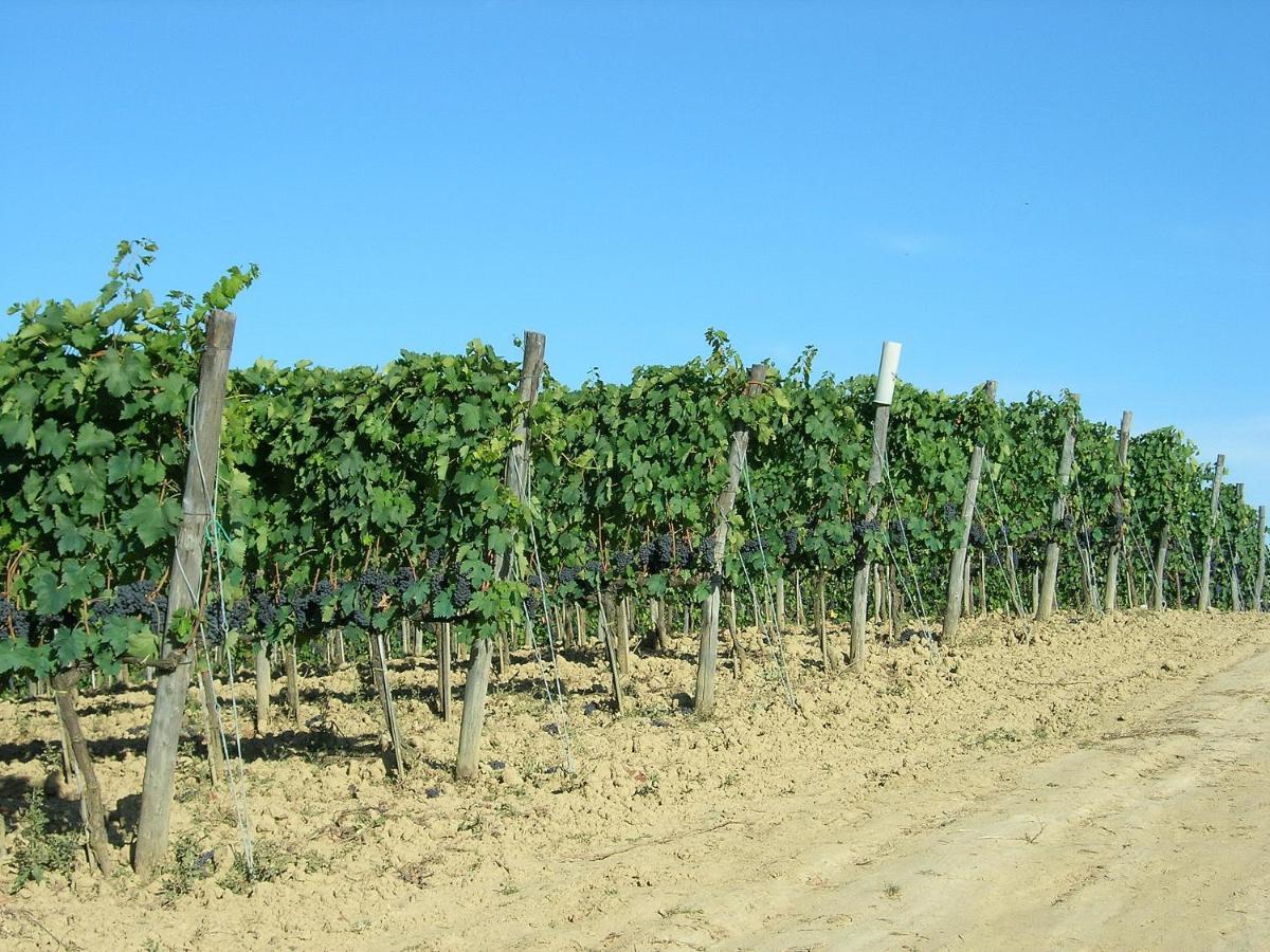 Agriturismo Poggiarellino - Montalcino Ngoại thất bức ảnh