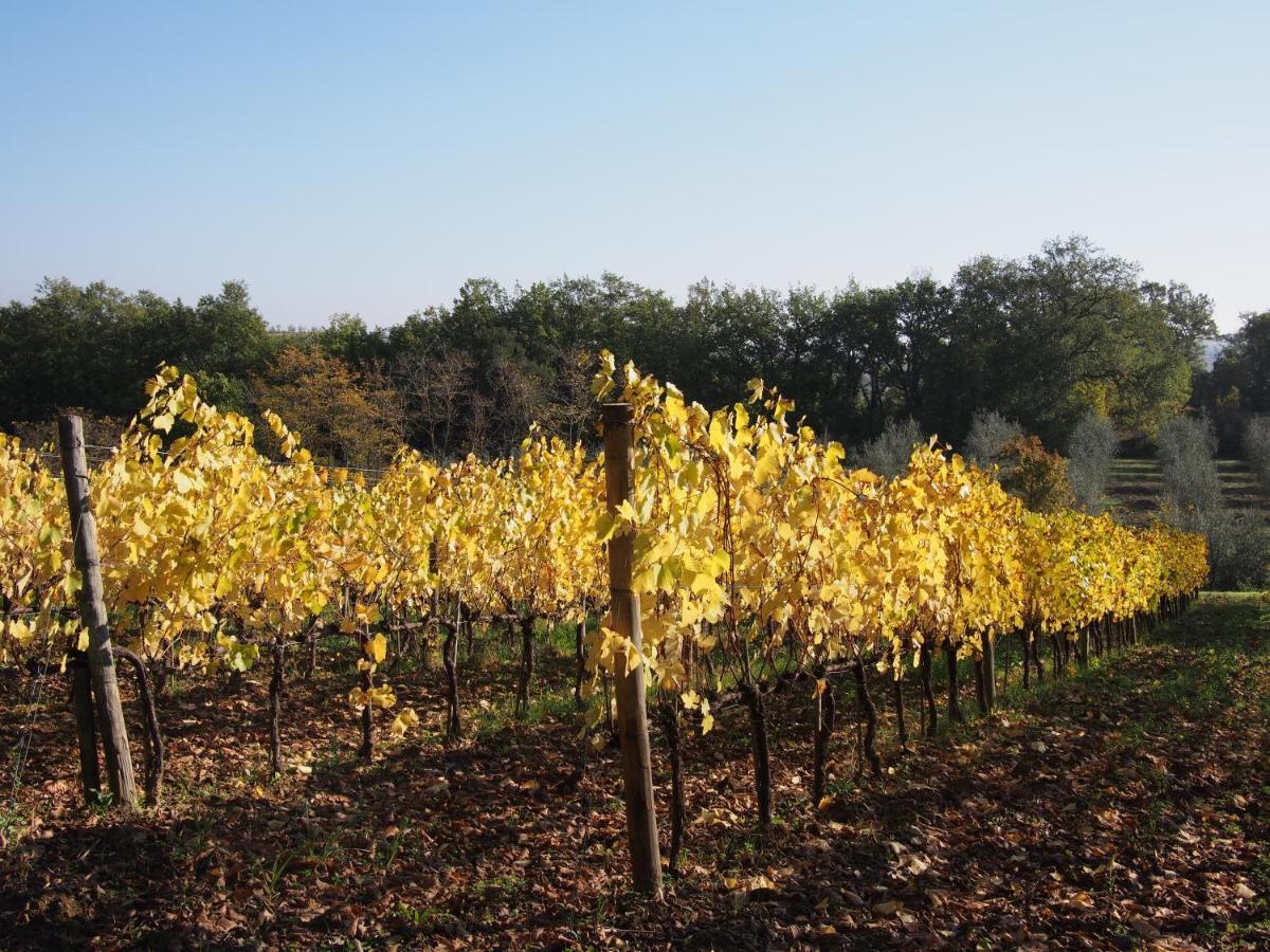 Agriturismo Poggiarellino - Montalcino Ngoại thất bức ảnh